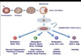 Stem Cell Technologies: Tools, Techniques, and Therapeutic Potential