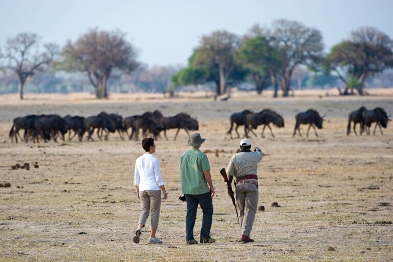 Why Do Millions Of Animals Cross the Mara River Every Season?